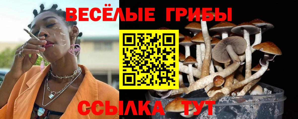 Галлюциногенные грибы Psilocybe Подольск